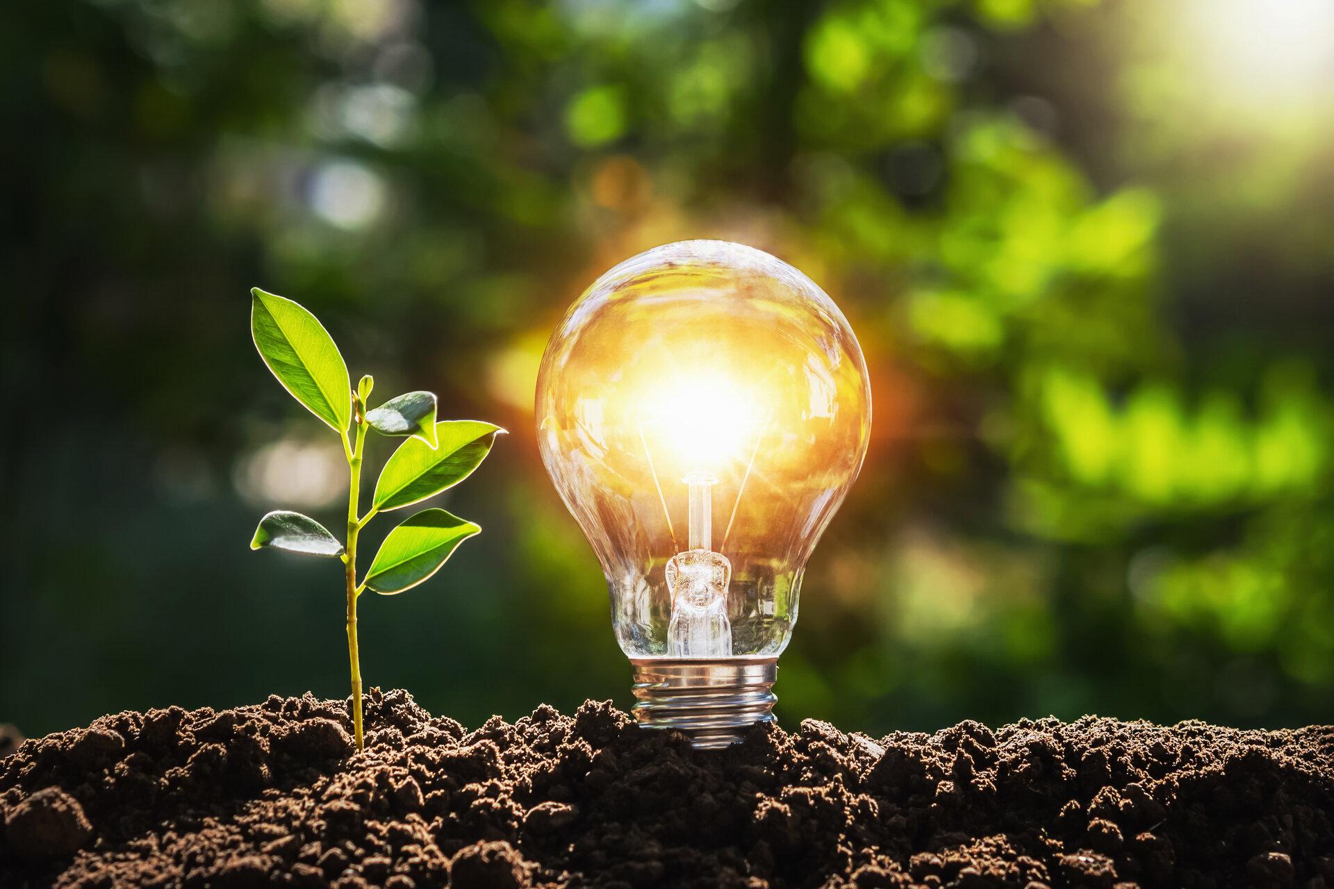 glühbirne baum mit sonnenlicht auf boden. konzept retten welt und energie kraft