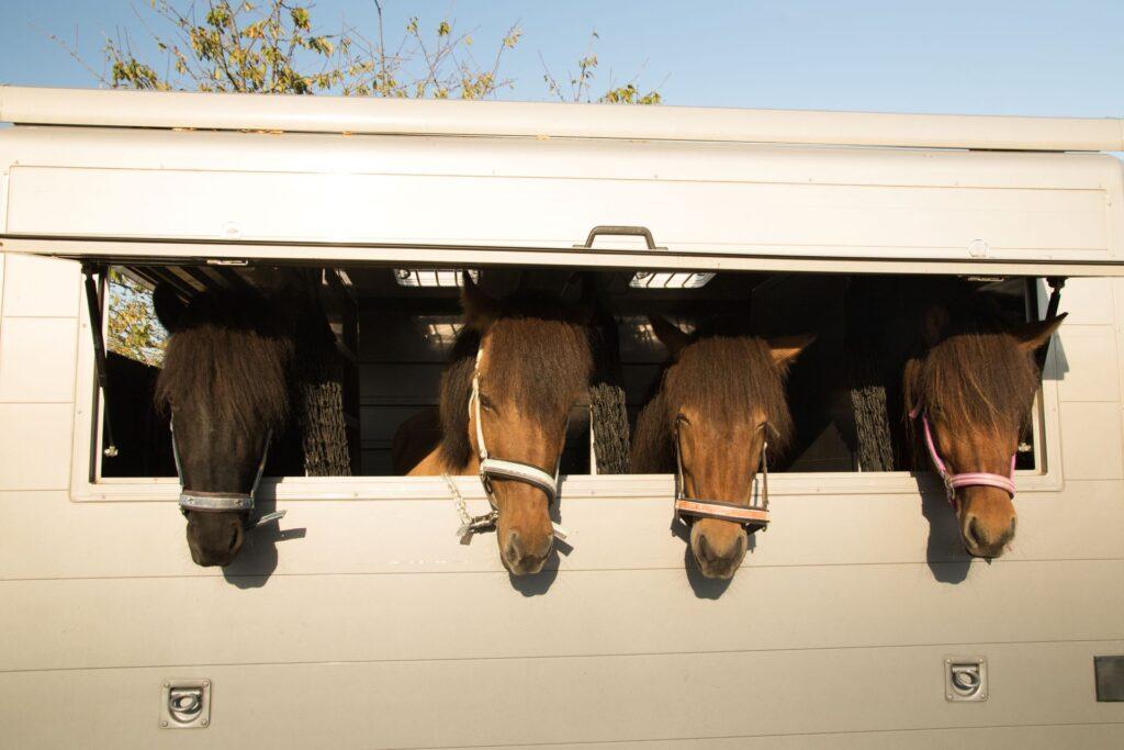 Vier Pferde schauen aus einem Fenster
